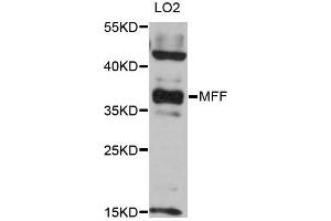 Western blot analysis of extracts of LO2 cells, using MFF antibody (ABIN6293329) at 1:3000 dilution. (MFF anticorps)