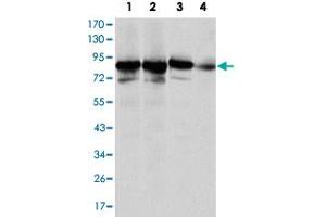 Western blot analysis of XRCC5 monoclonal antobody, clone 5C5  against HeLa (1), MCF-7 (2), A-549 (3) and NIH/3T3 (4) cell lysate. (XRCC5 anticorps)