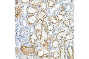 Immunohistochemistry of paraffin-embedded rat kidney using CNTN4 Rabbit mAb (ABIN7266495) at dilution of 1:100 (40x lens). (Contactin 4 anticorps)