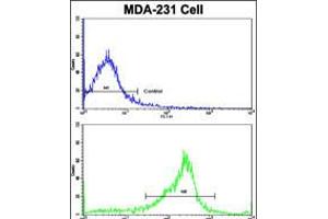 Flow cytometric analysis of MDA-231 cells using SERPINA9 Antibody (bottom histogram) compared to a negative control cell (top histogram). (SERPINA9 anticorps  (AA 194-222))