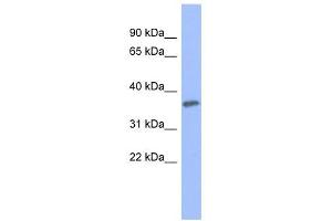 PRKCG antibody used at 1 ug/ml to detect target protein. (PKC gamma anticorps  (Middle Region))