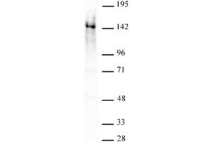 Ubn1 antibody (pAb) tested by Western blot. (Ubinuclein 1 anticorps  (AA 1-345))
