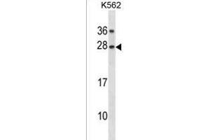 GAR1 Antibody (Center) (ABIN1881363 and ABIN2838368) western blot analysis in K562 cell line lysates (35 μg/lane). (GAR1 anticorps  (AA 86-114))