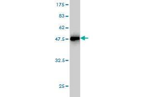 Western Blot detection against Immunogen (47. (Prolactin anticorps  (AA 29-227))