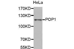 Western Blotting (WB) image for anti-Processing of Precursor 1, Ribonuclease P/MRP Subunit (S. Cerevisiae) (POP1) antibody (ABIN1876990) (POP1 anticorps)