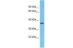 Western Blotting (WB) image for anti-Olfactory Receptor, Family 2, Subfamily A, Member 42 (OR2A42) (C-Term) antibody (ABIN2791719) (OR2A42 anticorps  (C-Term))
