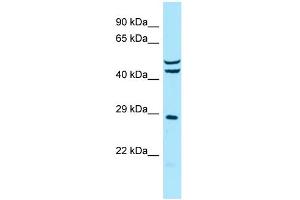 Host: Rabbit Target Name: MRPS7 Sample Type: MCF7 Whole Cell lysates Antibody Dilution: 1. (MRPS7 anticorps  (C-Term))