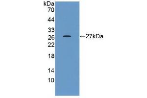 Detection of Recombinant HSPB1, Human using Monoclonal Antibody to Heat Shock Protein 27 (Hsp27) (HSP27 anticorps  (AA 2-205))