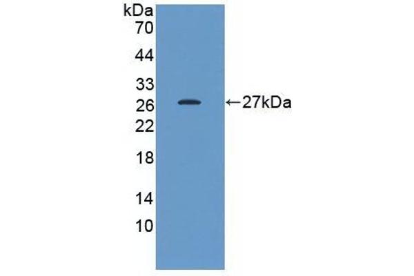 HSP27 anticorps  (AA 2-205)