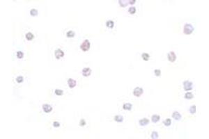 Immunohistochemistry (IHC) image for anti-Secernin 3 (SCRN3) (Middle Region) antibody (ABIN1031081)