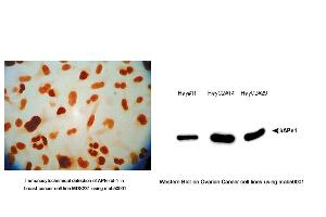 Image no. 2 for anti-DNA Repair Protein Apurinic Endonuclease antibody (ABIN5693483) (DNA Repair Protein Apurinic Endonuclease anticorps)