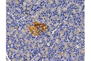ABIN6263377 and ABIN6278723 at 1/100 staining rat pancreatic tissue by IHC-P. (MRPS11 anticorps  (C-Term))