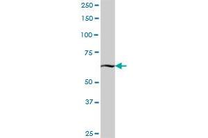 KBTBD7 MaxPab polyclonal antibody. (KBTBD7 anticorps  (AA 1-684))