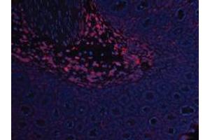 Image no. 2 for anti-Leptin (LEP) antibody (ABIN465758) (Leptin anticorps)