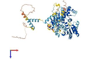 AlphaFold protein structure predicition of Mouse Recombinant Ddx41 Protein, UniprotID Q91VN6