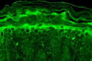 Immunohistochemistry analysis using Mouse Anti-Slo2.