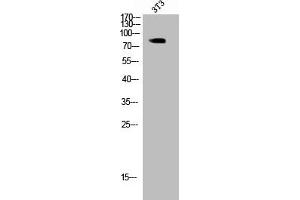 Western Blot analysis of 293 cells using Phospho-Glycogen Synthase 1 (S645) Polyclonal Antibody