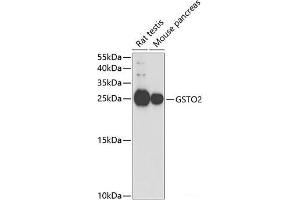 Western blot analysis of extracts of various cell lines using GSTO2 Polyclonal Antibody at dilution of 1:1000. (GSTO2 anticorps)