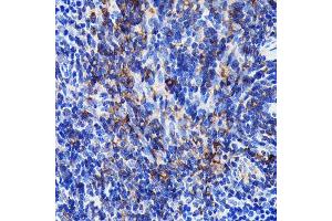 Immunohistochemistry of paraffin-embedded mouse spleen using SHP1 Rabbit mAb (ABIN7269716) at dilution of 1:100 (40x lens). (SHP1 anticorps)