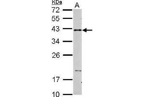 WB Image Sample (30 ug of whole cell lysate) A: THP-1 15% SDS PAGE antibody diluted at 1:2000 (CD40 anticorps  (Center))
