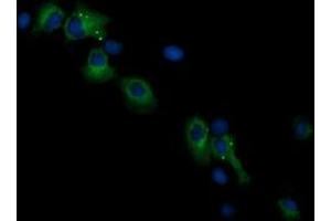 Image no. 1 for anti-Ras Association (RalGDS/AF-6) Domain Family (N-terminal) Member 8 (RASSF8) antibody (ABIN1500619) (RASSF8 anticorps)