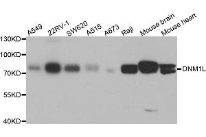 Western blot analysis of extracts of various cell lines, using DNM1L antibody (ABIN5971410) at 1/1000 dilution.