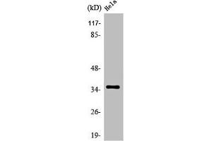 Western Blot analysis of HeLa cells using Olfactory receptor 52N4 Polyclonal Antibody