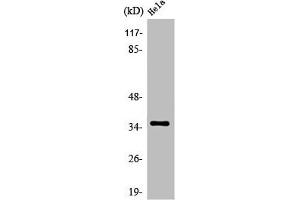 Western Blot analysis of HeLa cells using Olfactory receptor 52N4 Polyclonal Antibody (OR52N4 anticorps  (C-Term))
