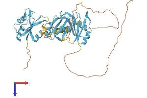 AlphaFold protein structure predicition of Human Recombinant HNRNPF Protein, UniprotID P52597
