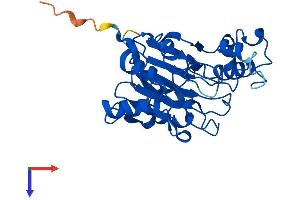 AlphaFold protein structure predicition of Human Recombinant MPPED2 Protein, UniprotID Q15777