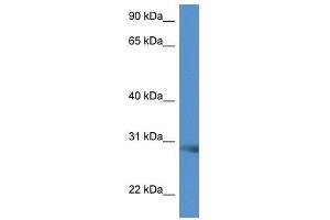 Western Blot showing Scamp5 antibody used at a concentration of 1. (SCAMP5 anticorps  (C-Term))
