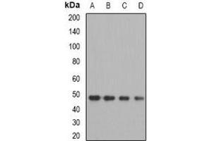 Western blot analysis of OXA1L expression in MCF7 (A), A549 (B), mouse kidney (C), mouse liver (D) whole cell lysates. (OXA1L anticorps)