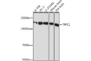 Western blot analysis of extracts of various cell lines, using TRPC1 Rabbit mAb (ABIN1681339, ABIN7101608, ABIN7101609 and ABIN7101610) at 1:1000 dilution. (TRPC1 anticorps)