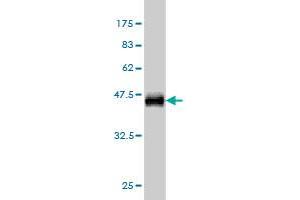 Western Blot detection against Immunogen (36.