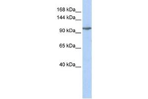 Western Blotting (WB) image for anti-Glutamate Receptor, Ionotropic, Kainate 5 (GRIK5) antibody (ABIN2458266) (GRIK5 anticorps)