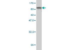 Western Blot detection against Immunogen (97.
