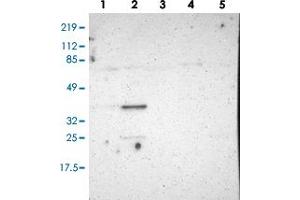 PLSCR4 anticorps