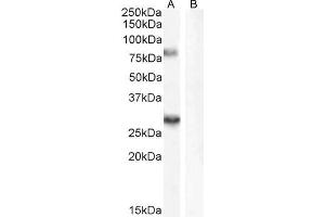 ABIN185715 (0. (SV2A anticorps  (Internal Region))