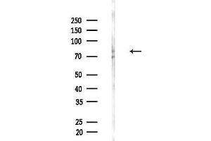 anti-SH2B Adaptor Protein 1 (SH2B1) (Internal Region) antibody