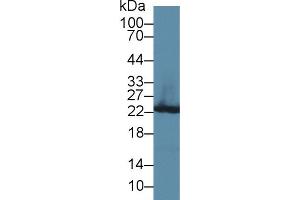 Western Blot; Sample: Rat Liver lysate; Primary Ab: 3µg/ml Rabbit Anti-Rat GSTp Antibody Second Ab: 0.