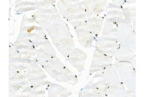 Phospho-JIP1 (Thr103) Antibody at 1/100 staining Rat muscle tissue by IHC-P. (MAPK8IP1 anticorps  (pThr103))