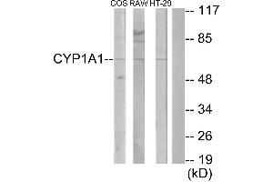 Western blot analysis of extracts from COS-7 cells, RAW264. (CYP1A1/2 anticorps)