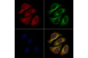 ABIN6260918 and ABIN6276952 staining Hela cells by IF/ICC. (CNTF anticorps  (C-Term))