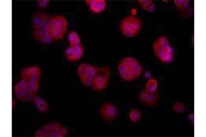 Immunofluorescence (IF) image for anti-TNF Receptor Superfamily, Member 6 (FAS) antibody (ABIN2664886) (FAS anticorps)