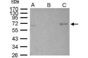 IP Image AMPK alpha 2 antibody immunoprecipitates AMPK alpha 2 protein in IP experiments. (PRKAA2 anticorps  (Center))