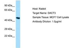 anti-Dapper, Antagonist of beta-Catenin, Homolog 3 (DACT3) (AA 399-448) antibody