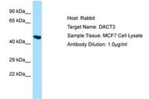 Image no. 1 for anti-Dapper, Antagonist of beta-Catenin, Homolog 3 (DACT3) (AA 399-448) antibody (ABIN6750046) (DACT3 anticorps  (AA 399-448))