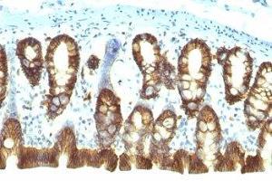 Formalin-fixed, paraffin-embedded rat colon stained with EpCAM antibody (EGP40/1110).