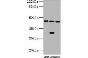 Western blot All lanes: HPD antibody at 4. (HPD anticorps  (AA 2-393))