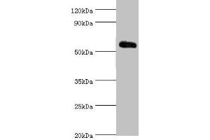 Western blot All lanes: Krueppel-like factor 4 antibody at 5 μg/mL + 293T whole cell lysate Secondary Goat polyclonal to rabbit IgG at 1/10000 dilution Predicted band size: 55, 52, 46, 13, 7 kDa Observed band size: 55 kDa (KLF4 anticorps  (AA 30-230))